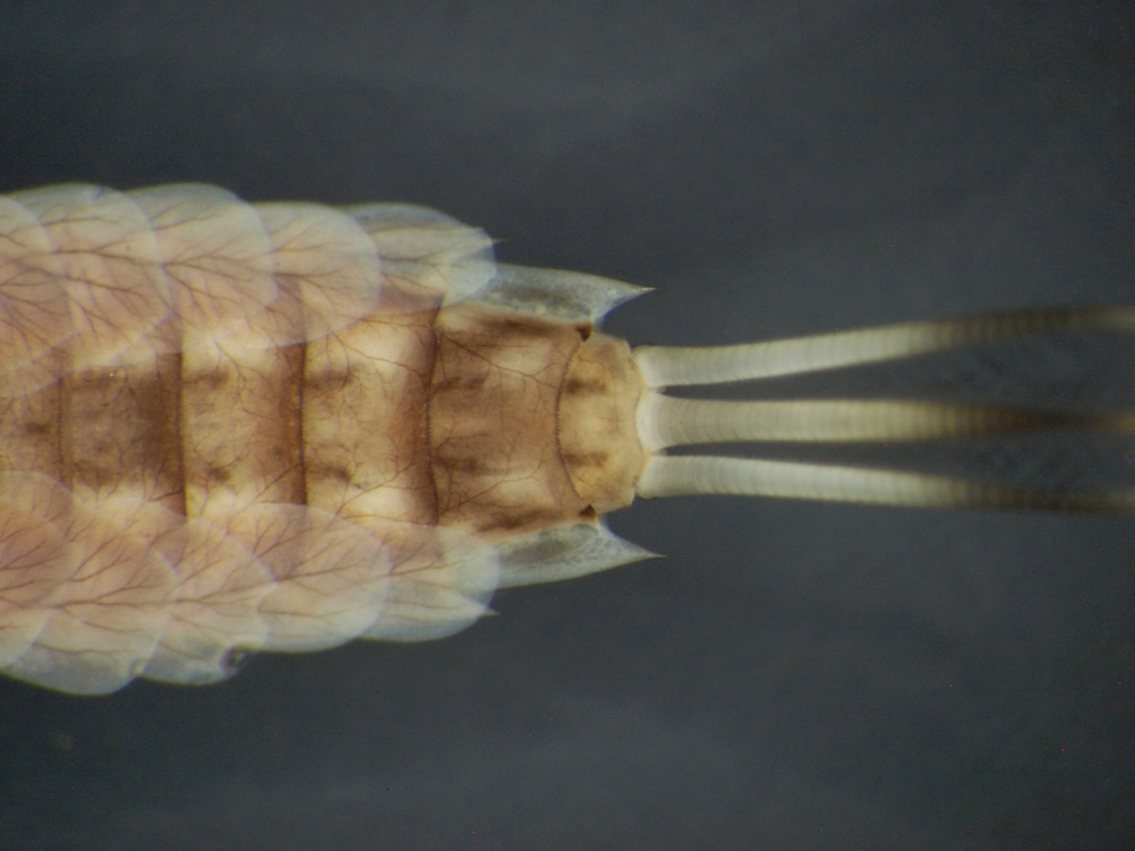 Siphlonurus aestivalis